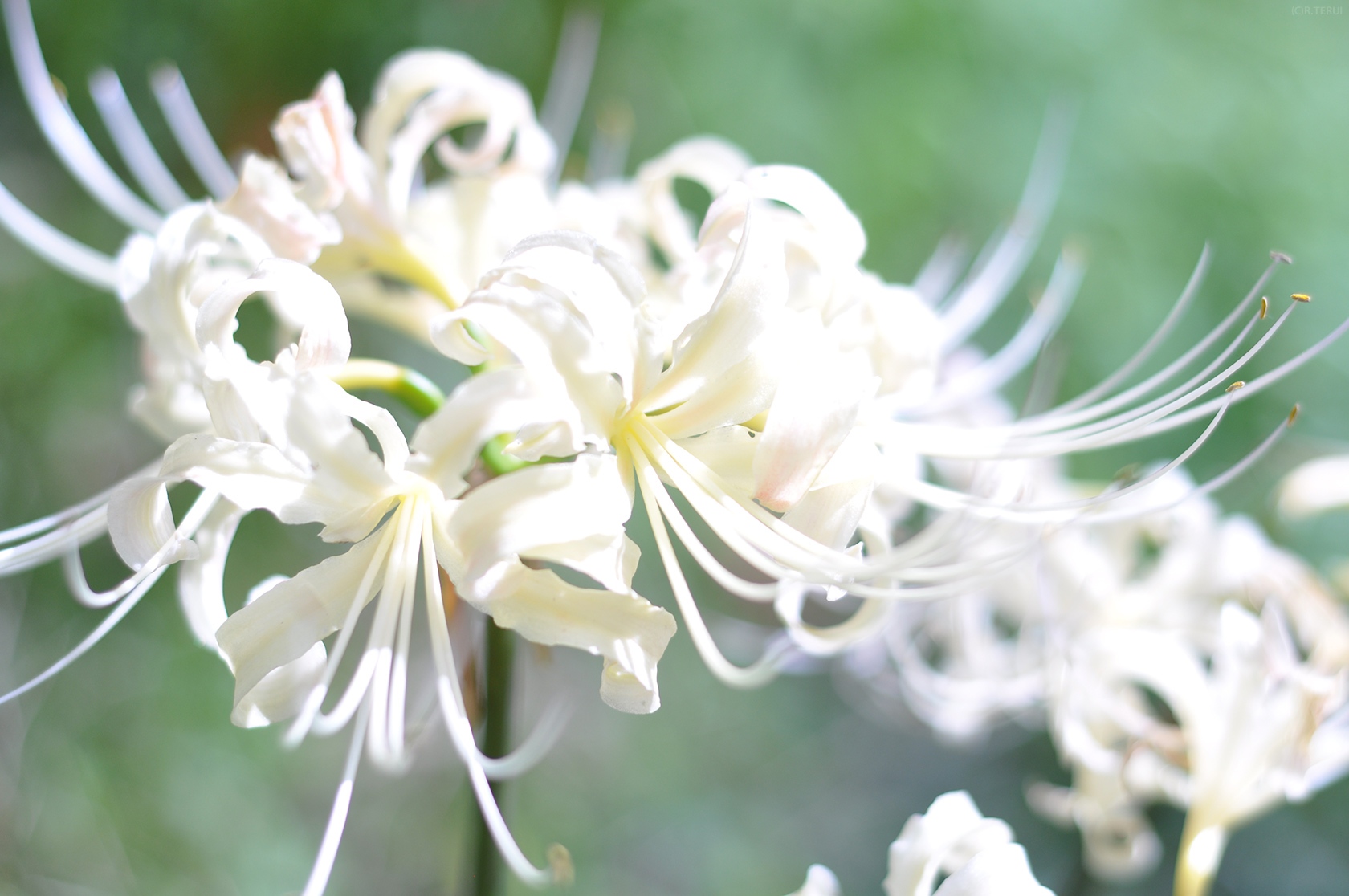 羽黒山公園　写真4　白い彼岸花