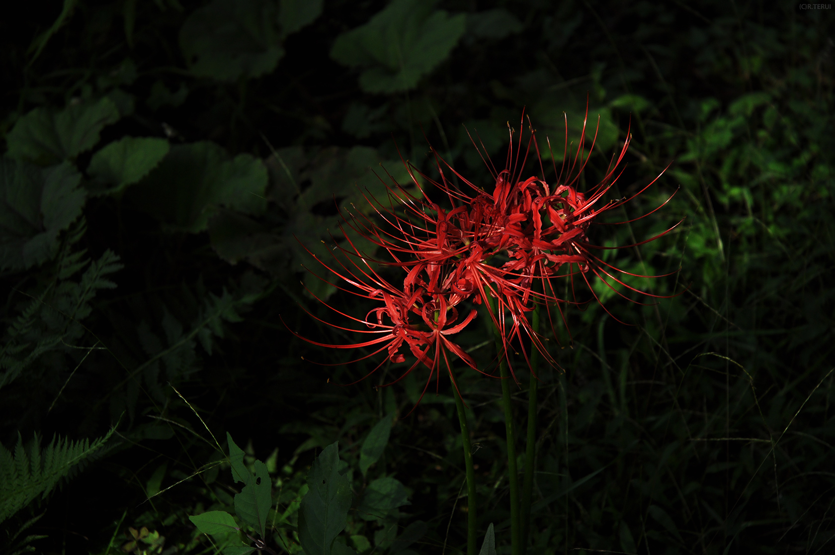 羽黒山公園　写真5　曼珠沙華