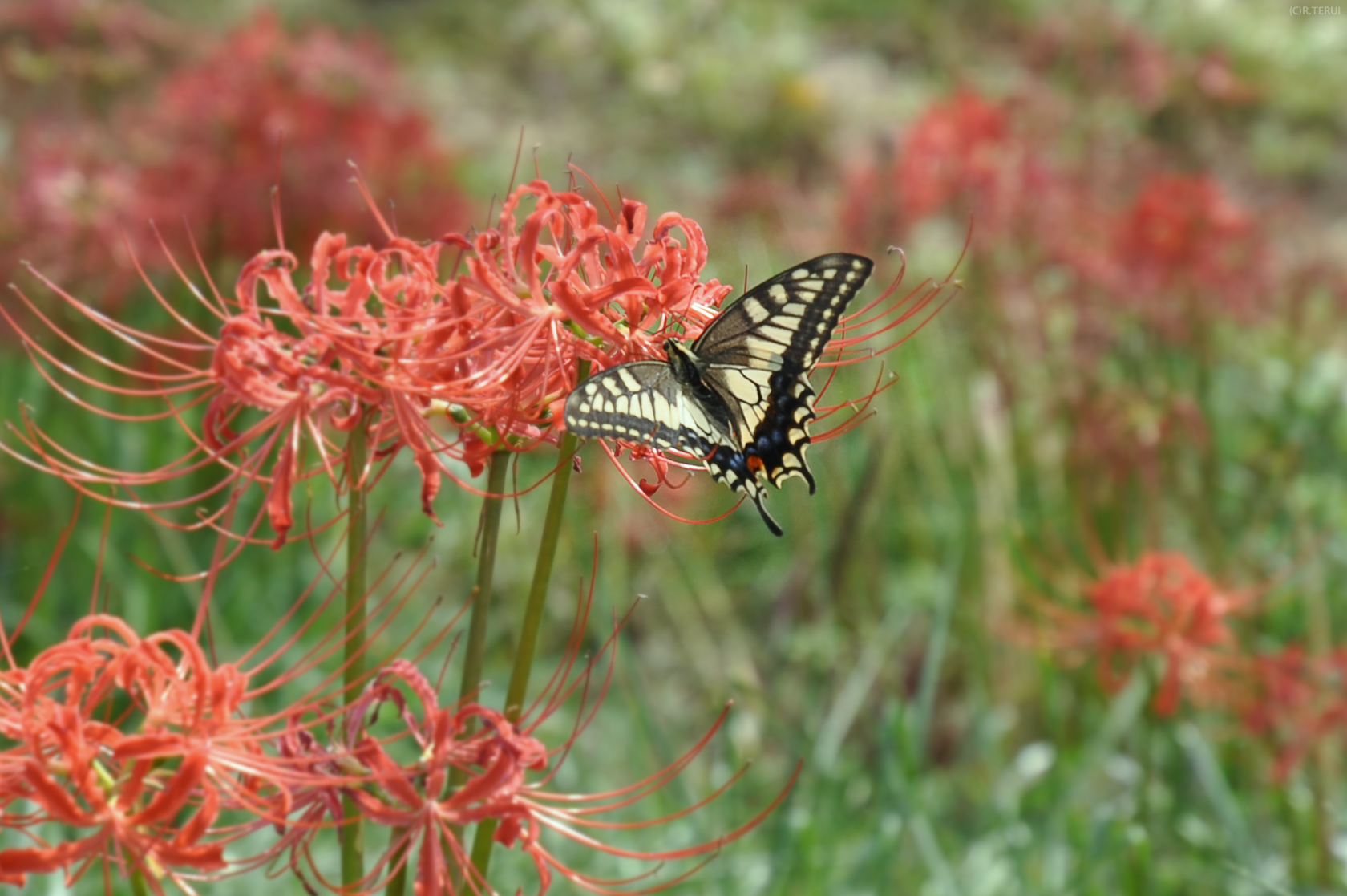 羽黒山公園　写真8　彼岸花とアゲハ蝶