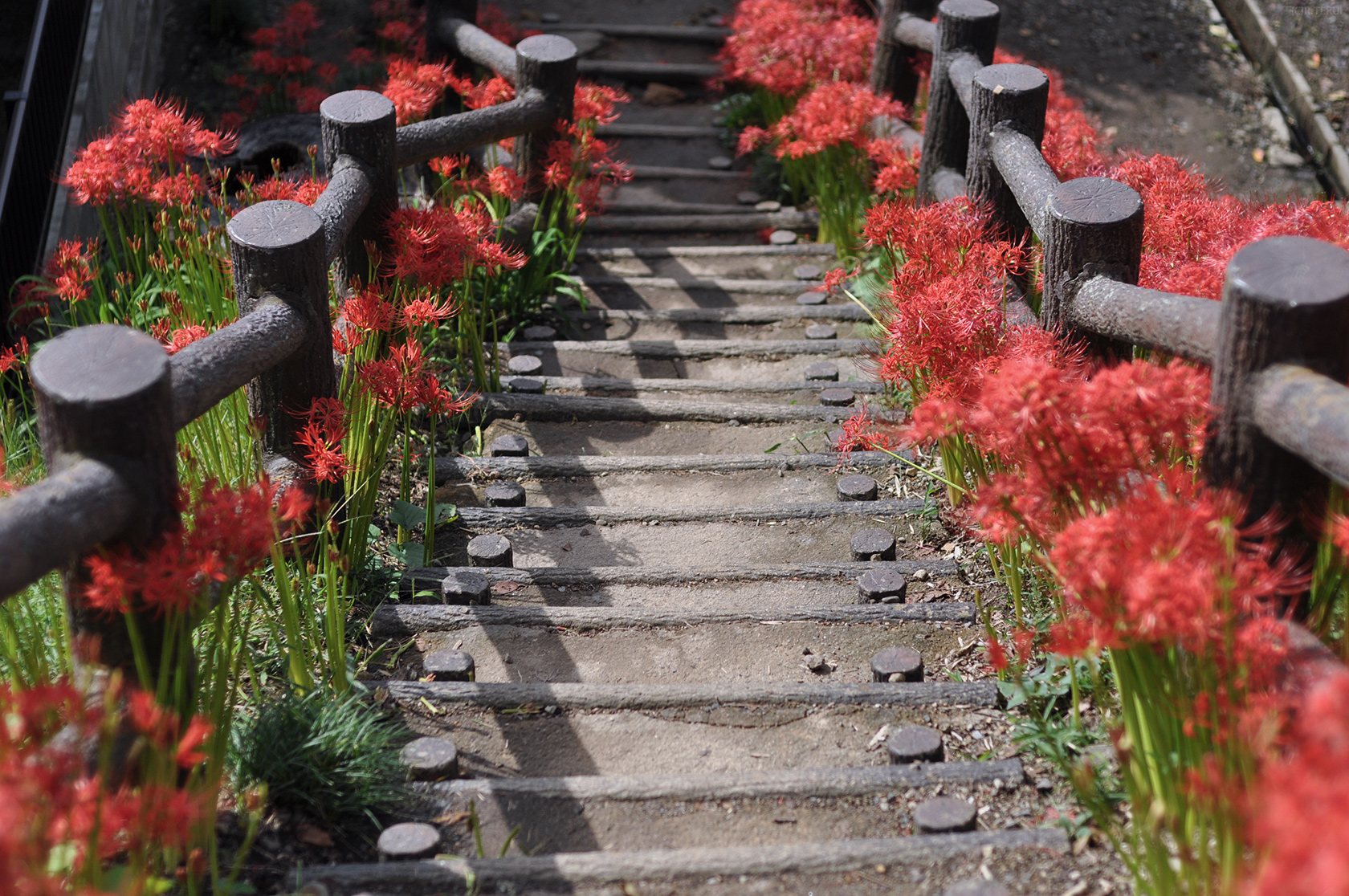 羽黒山公園　写真11　公園入口階段