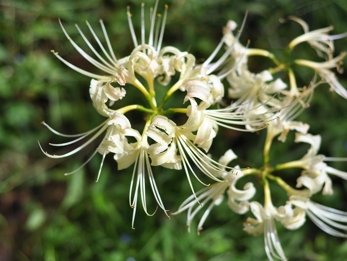 白い曼珠沙華