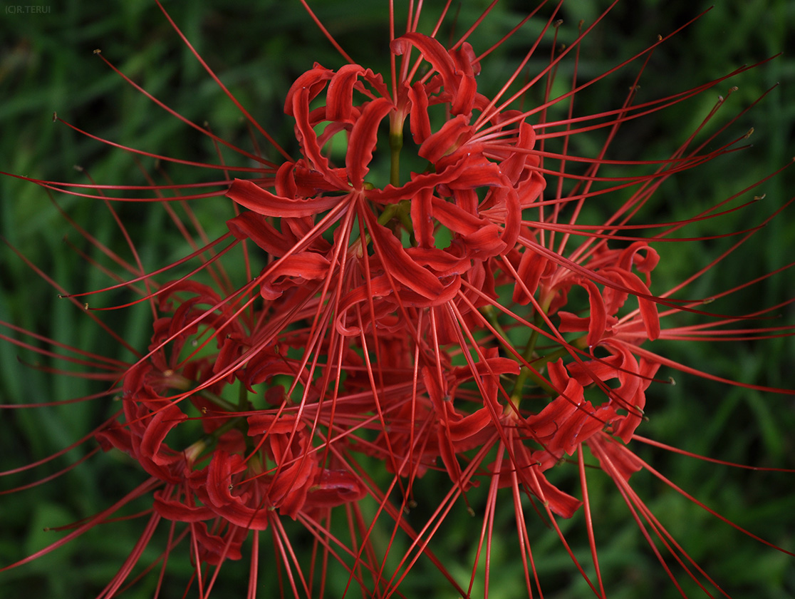 曼珠沙華