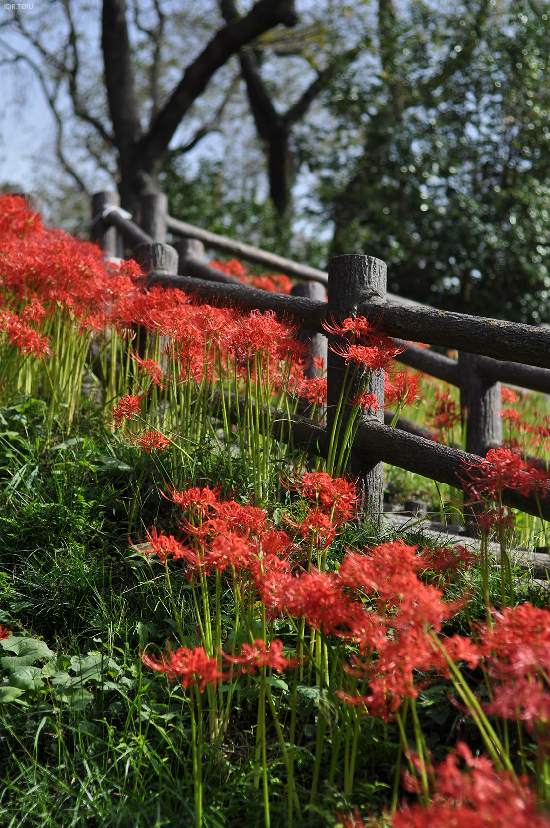 公園入口階段の彼岸花