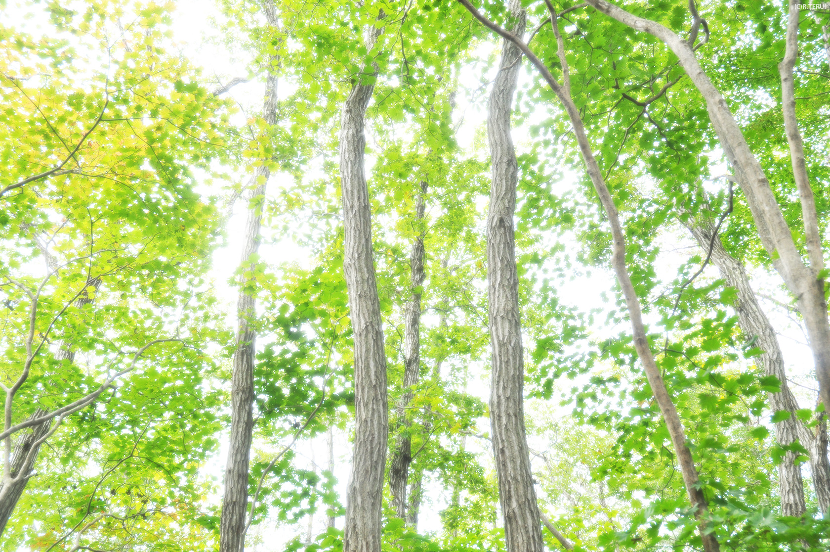 蕃山丘陵　写真3　木々