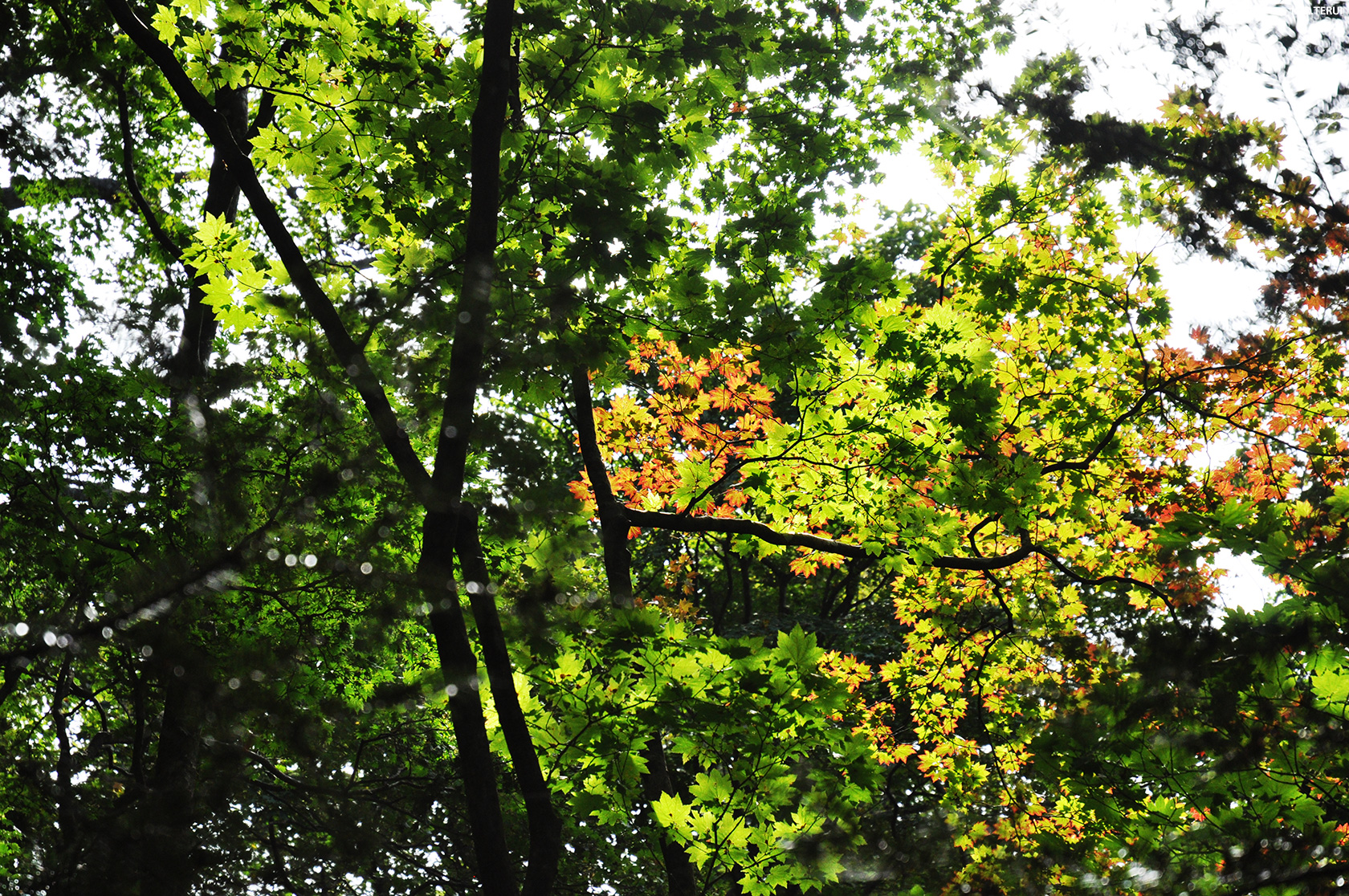 蕃山丘陵　写真4　色づいた葉