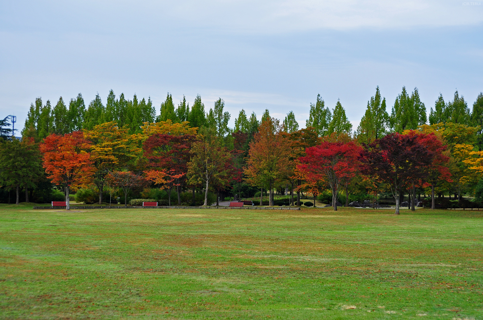 七北田公園　写真2　公園全景　芝生広場