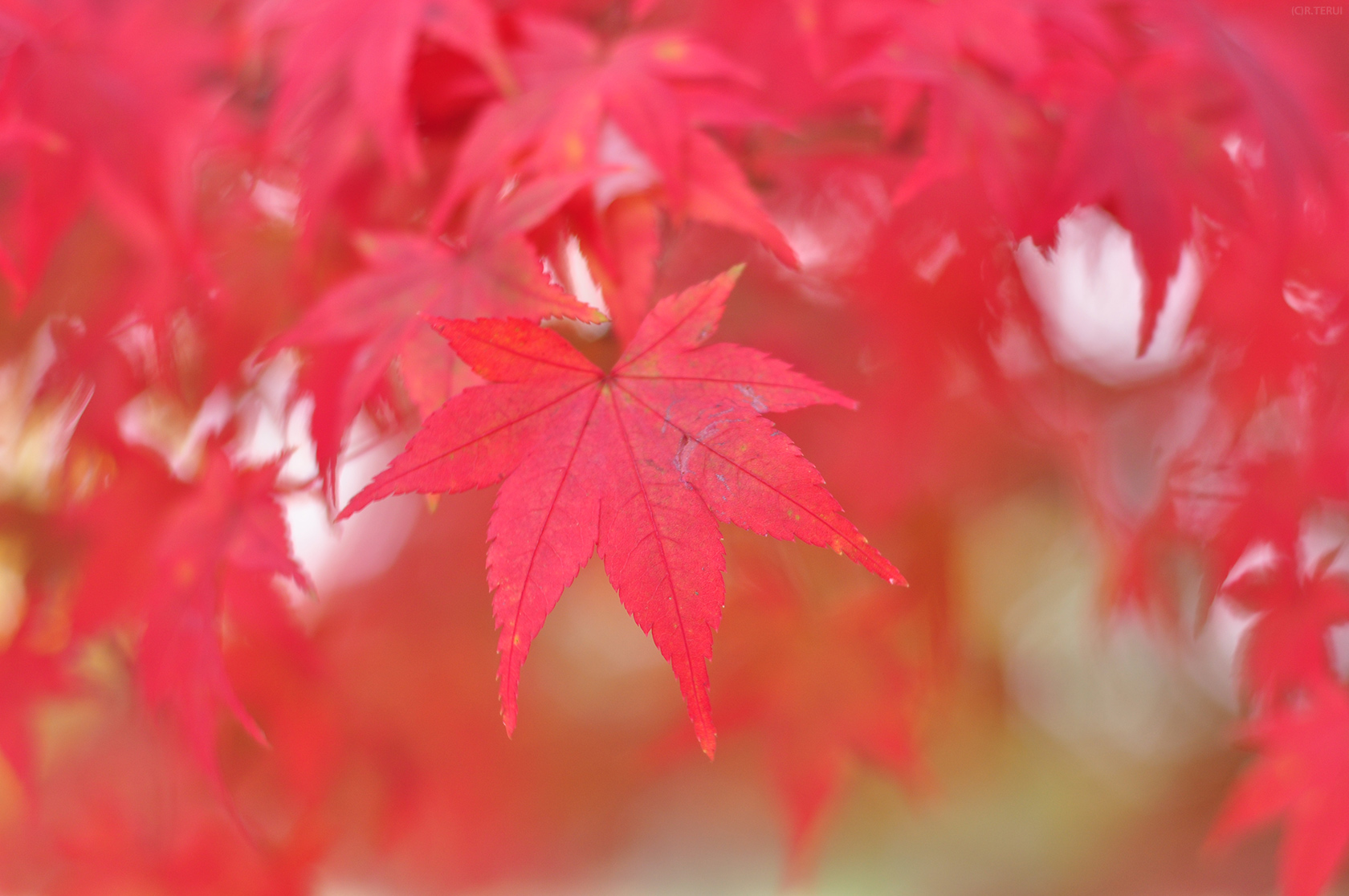 七北田公園　写真3　ヤマモミジ