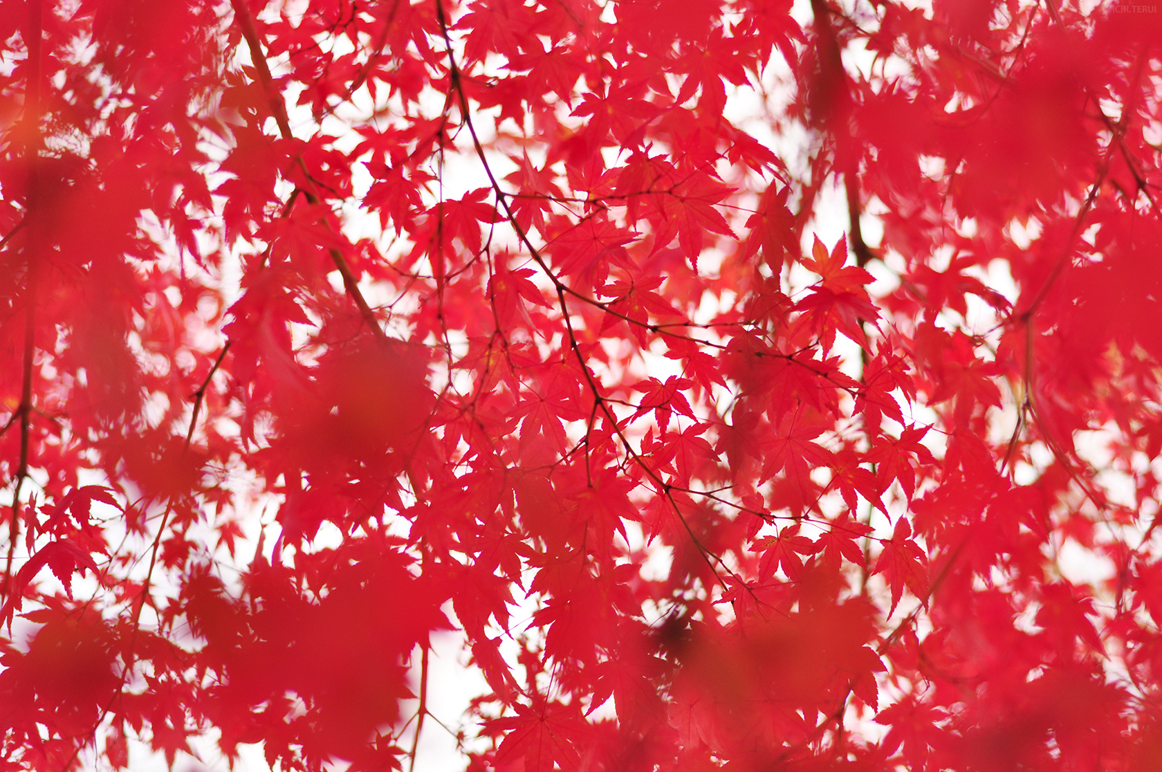 七北田公園　写真4　もみじの天蓋