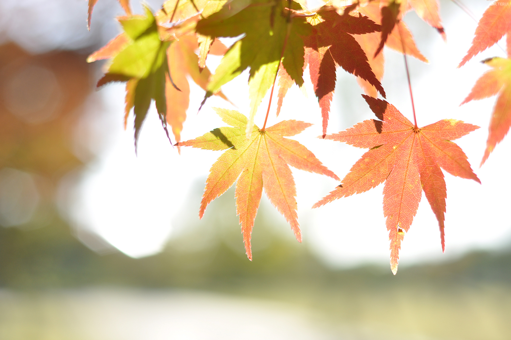 七北田公園　写真5　光に舞うもみじ