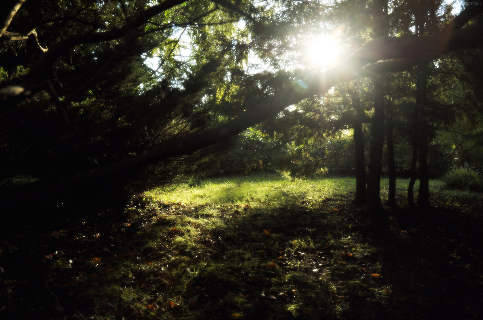 七北田公園　写真12　緑に陽光