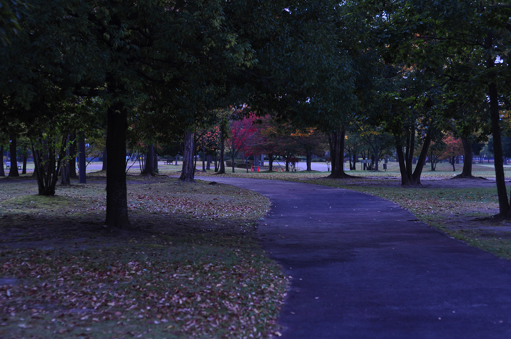 七北田公園　写真3　公園　道