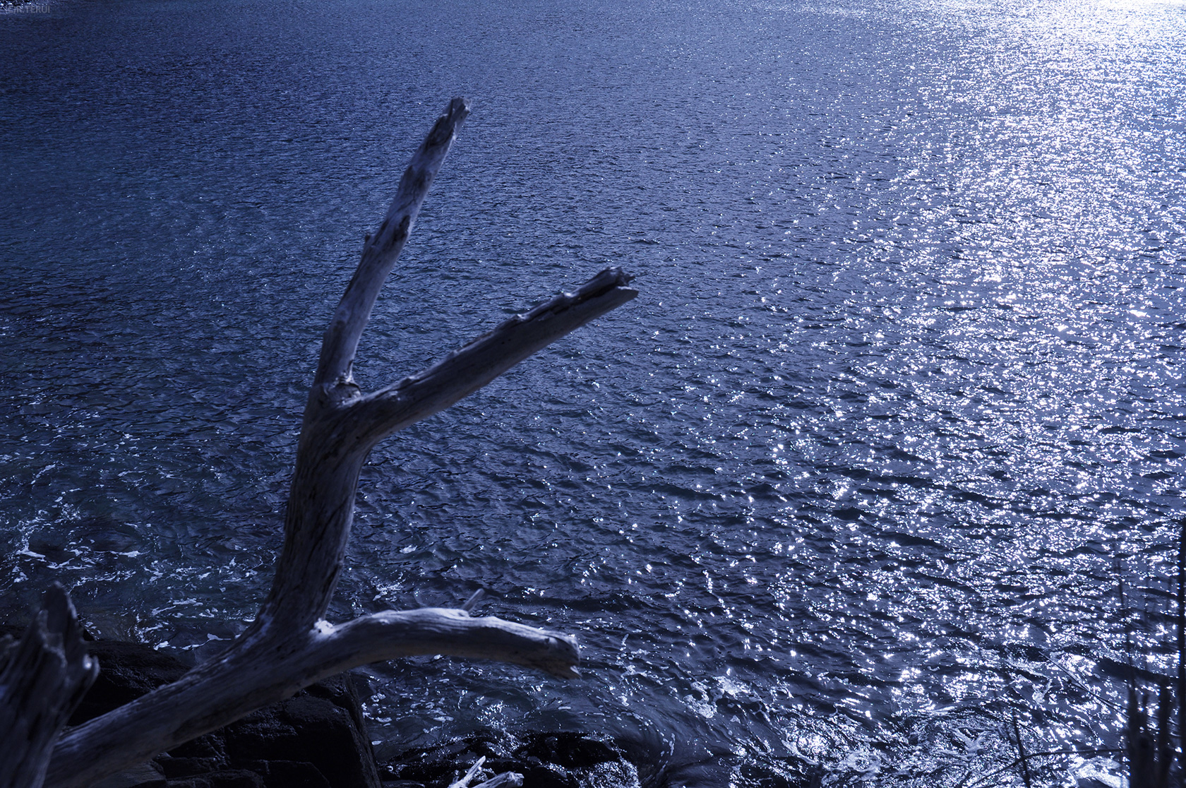 石巻　写真8　蛤浜　流木と海