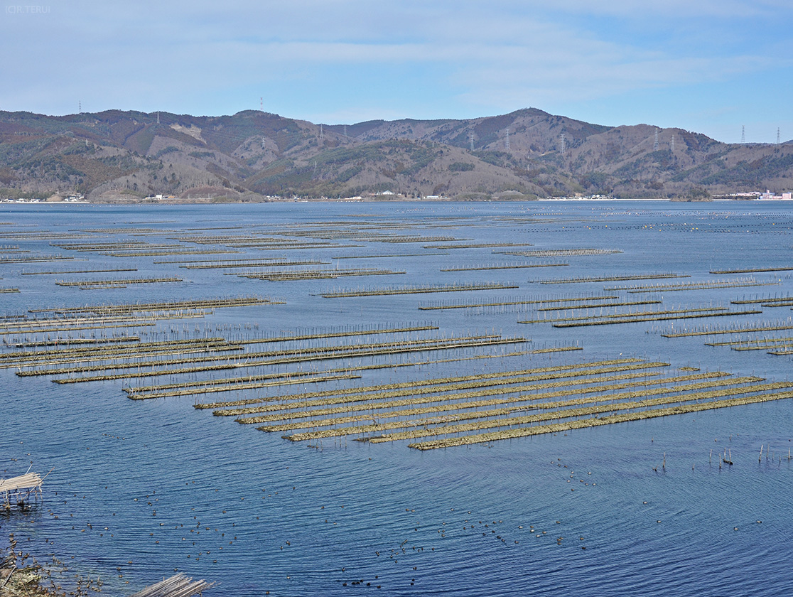 万石浦　養殖棚