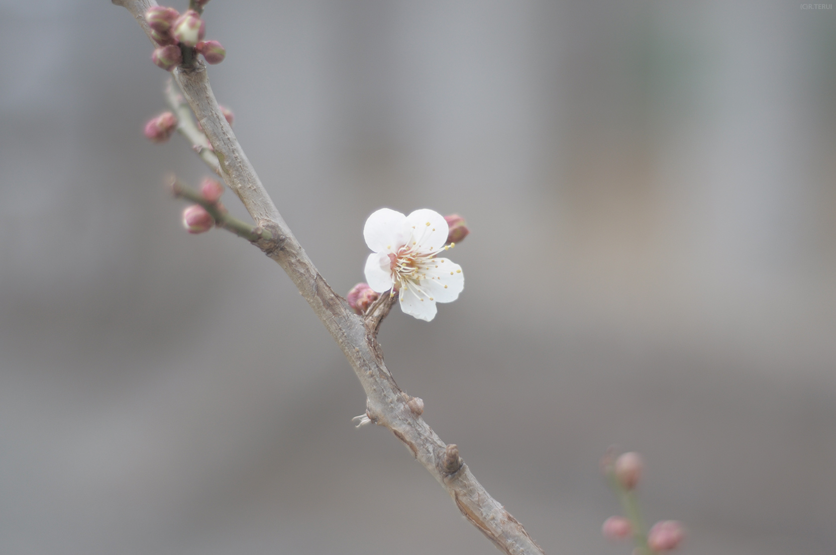 榴岡天満宮　写真2　梅の花