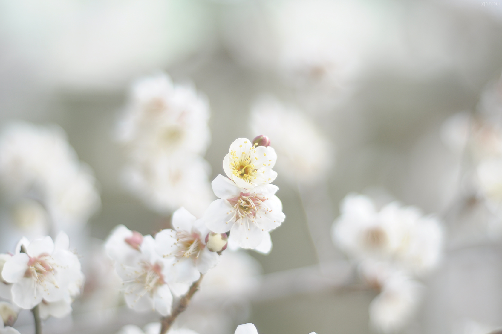 榴岡天満宮　写真11　梅の花