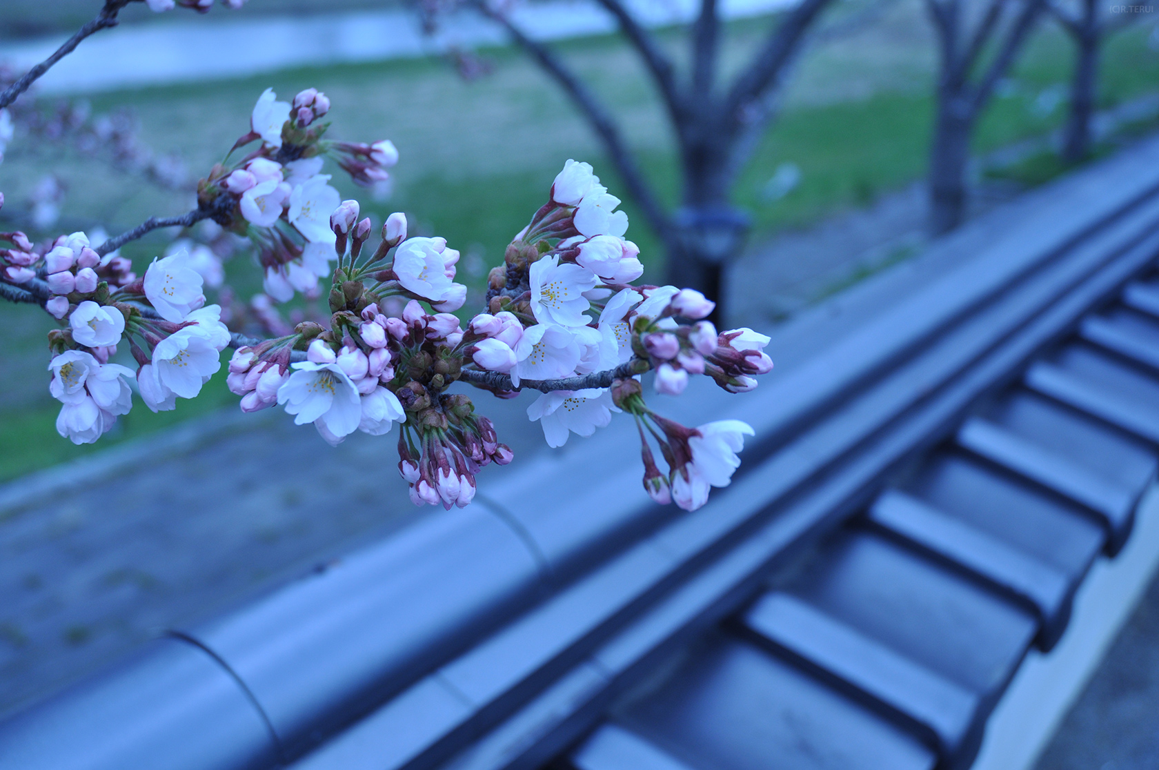 涌谷　写真3　涌谷城付近の桜