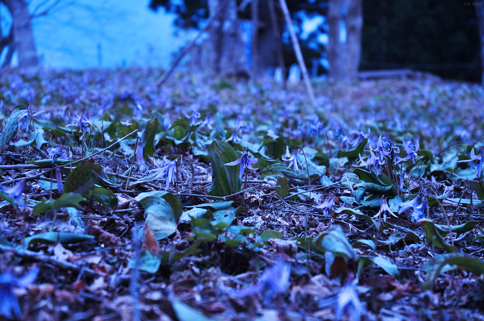 涌谷　写真7　箟岳山　カタクリ群生地