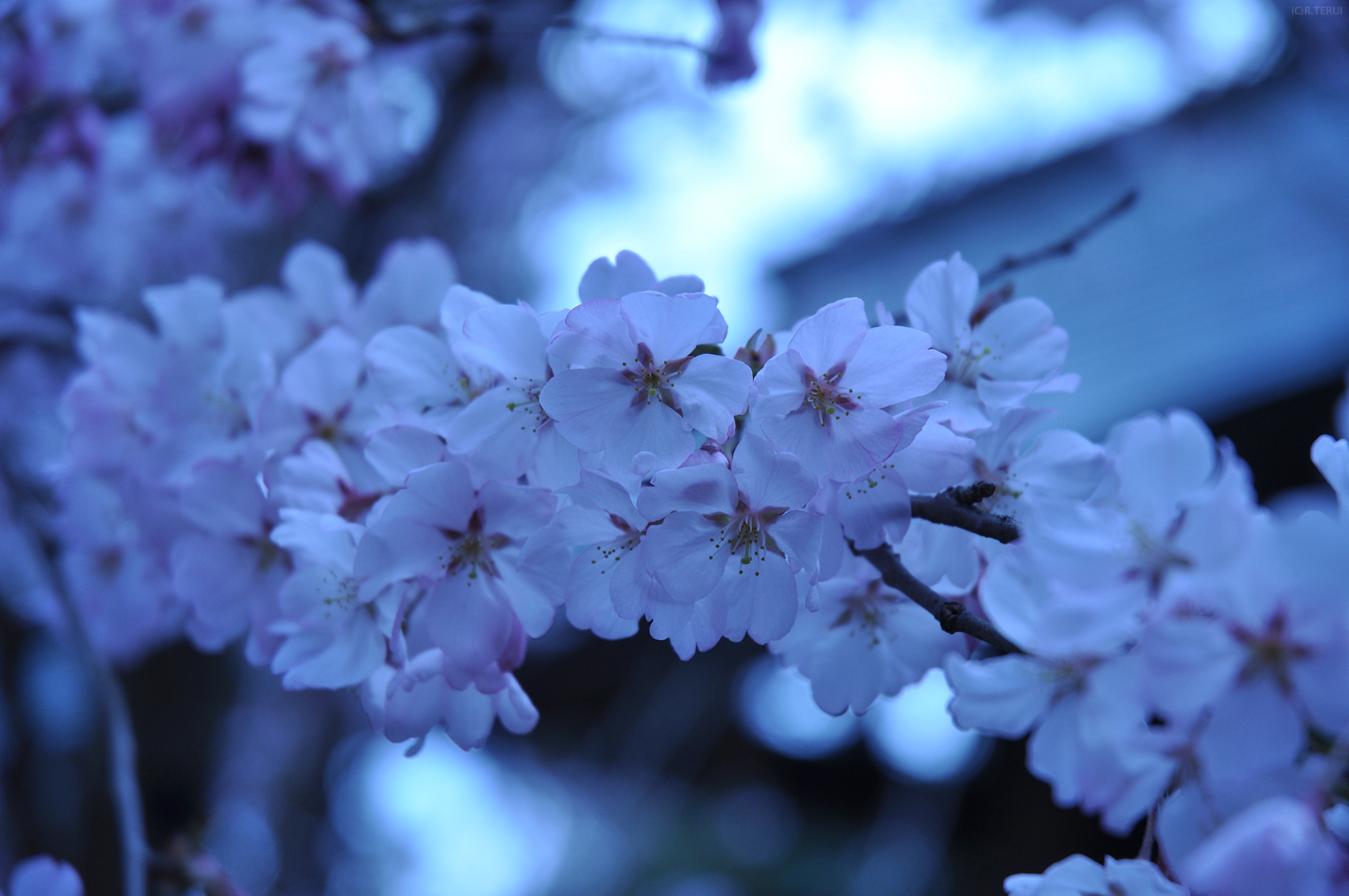 涌谷　写真9　城山公園の桜