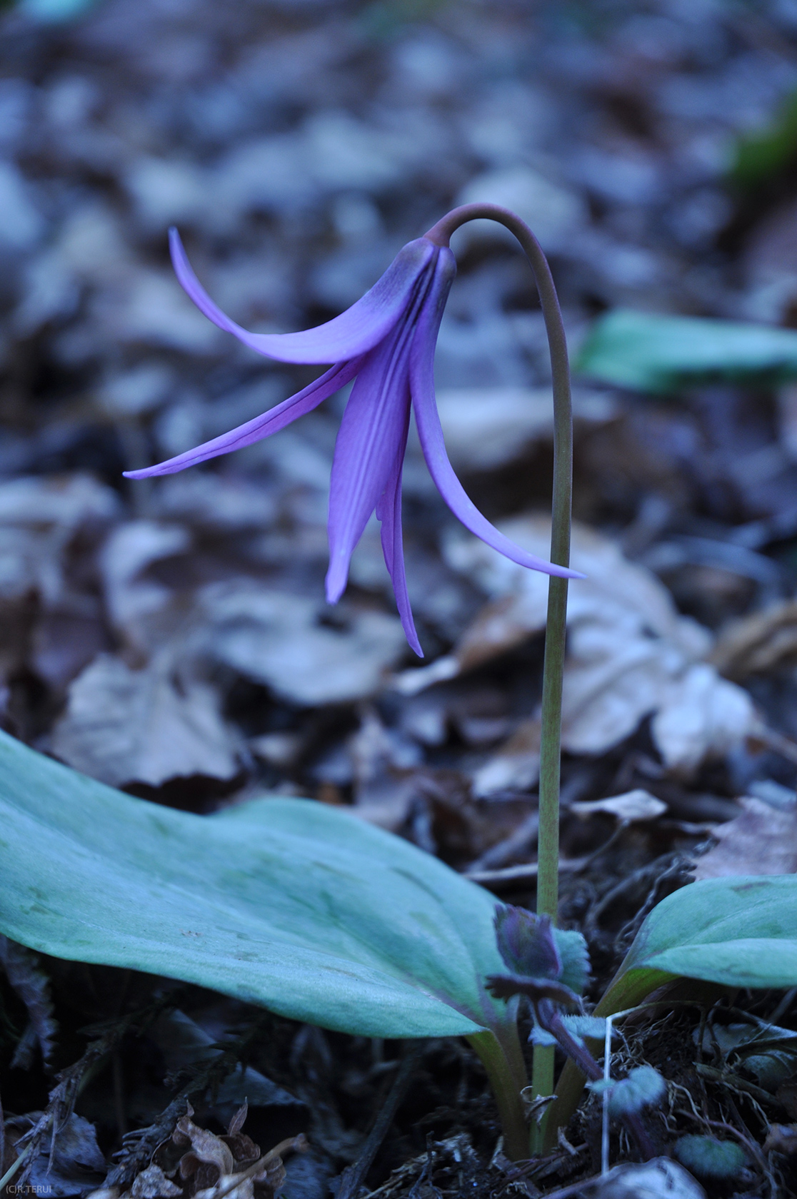 カタクリの花