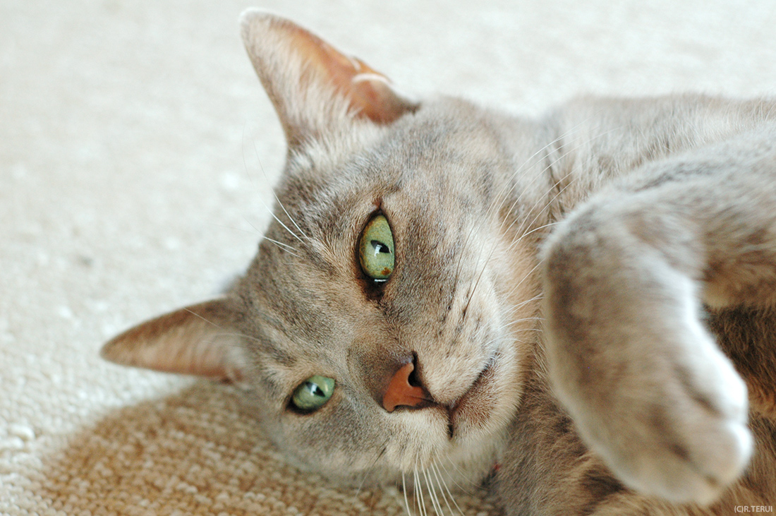 猫　04　むぅ