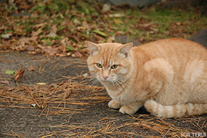 のら猫さん(西公園にて)