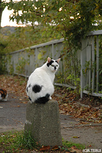 のら猫さん(西公園にて)