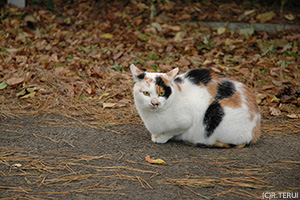 のら猫さん(西公園にて)