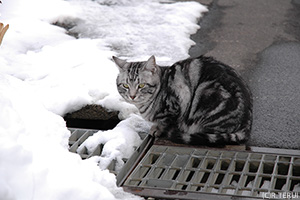 のら猫さん