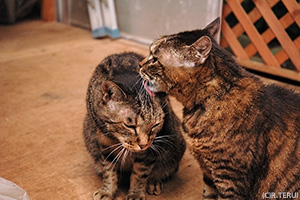 トラさん＆コトラ